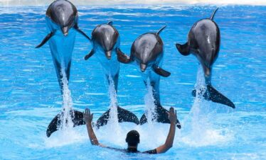 Dolphin World Tour from Agadir
