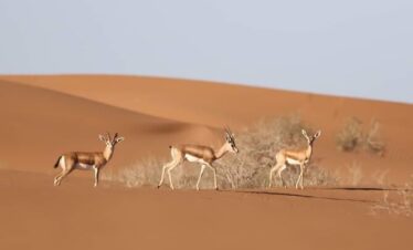 From Agadir : Souss National Park Wildlife Half-Day Tour